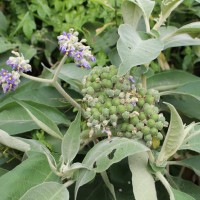 <i>Solanum mauritianum</i>  Scop.